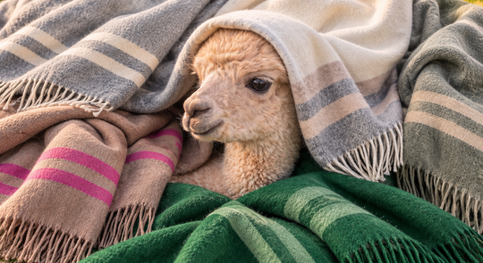 Alicia Adams Alpaca deal banner