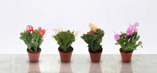 deal banner image_11